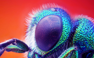Colorful wasp Wallpaper