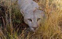 Cougar hiding in the grass wallpaper 1920x1200 jpg