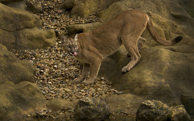 Cougar on a rock [3] wallpaper