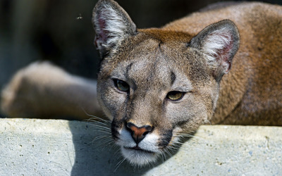 Cougar resting on a stone close-up wallpaper