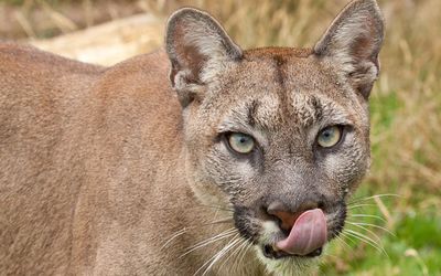 Cougar with its tongue out wallpaper