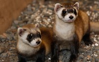 Couple of ferrets wallpaper 1920x1200 jpg