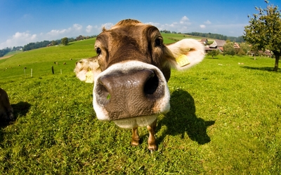 Cow wallpaper