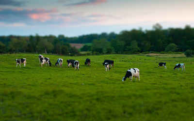 Cow herd wallpaper