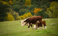 Cow with a calf wallpaper 1920x1080 jpg