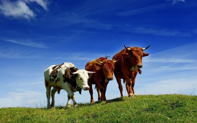 Cows wallpaper