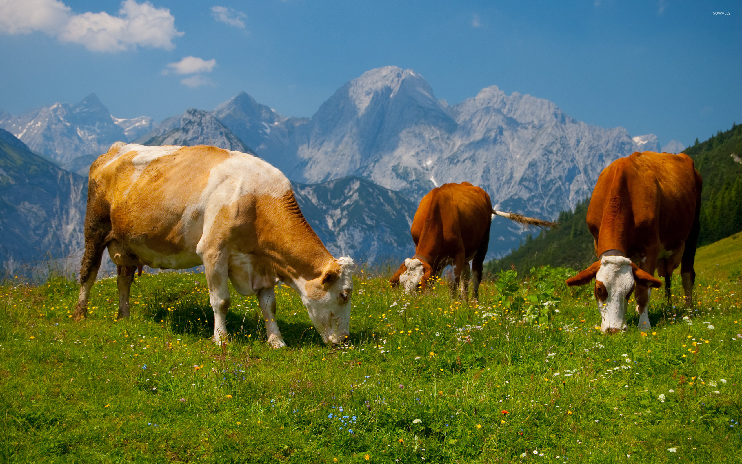 поле коровы природа животные скачать