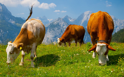 Cows in the Alps wallpaper