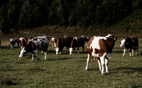 Cows on the meadow wallpaper 3840x2160 jpg