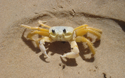 Crab [5] wallpaper
