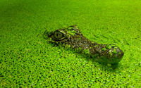 Crocodile [2] wallpaper 2560x1600 jpg