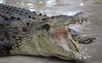 Crocodile [4] wallpaper 2560x1600 jpg