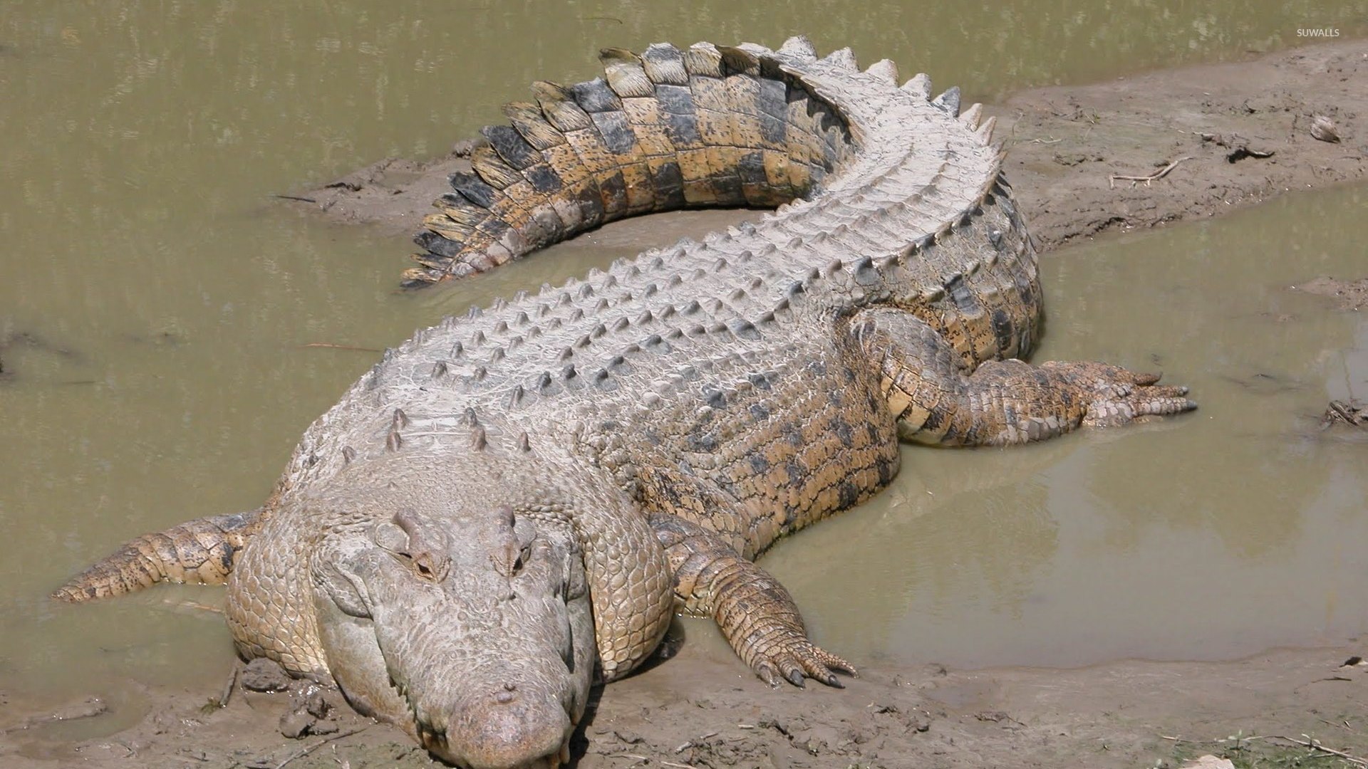 Крокодил живет в африке. Гребнистый крокодил. Морской гребнистый крокодил. Гребнистый крокодил Рамри. Остров Рамри крокодиловая бойня.