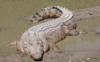 Crocodile wallpaper