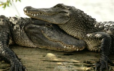 Crocodile couple wallpaper