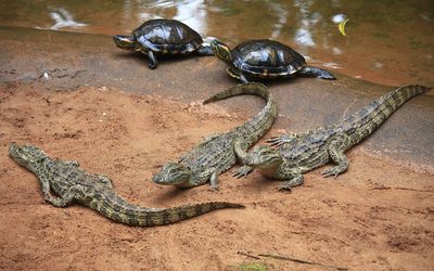 Crocodiles and turtles near the water wallpaper