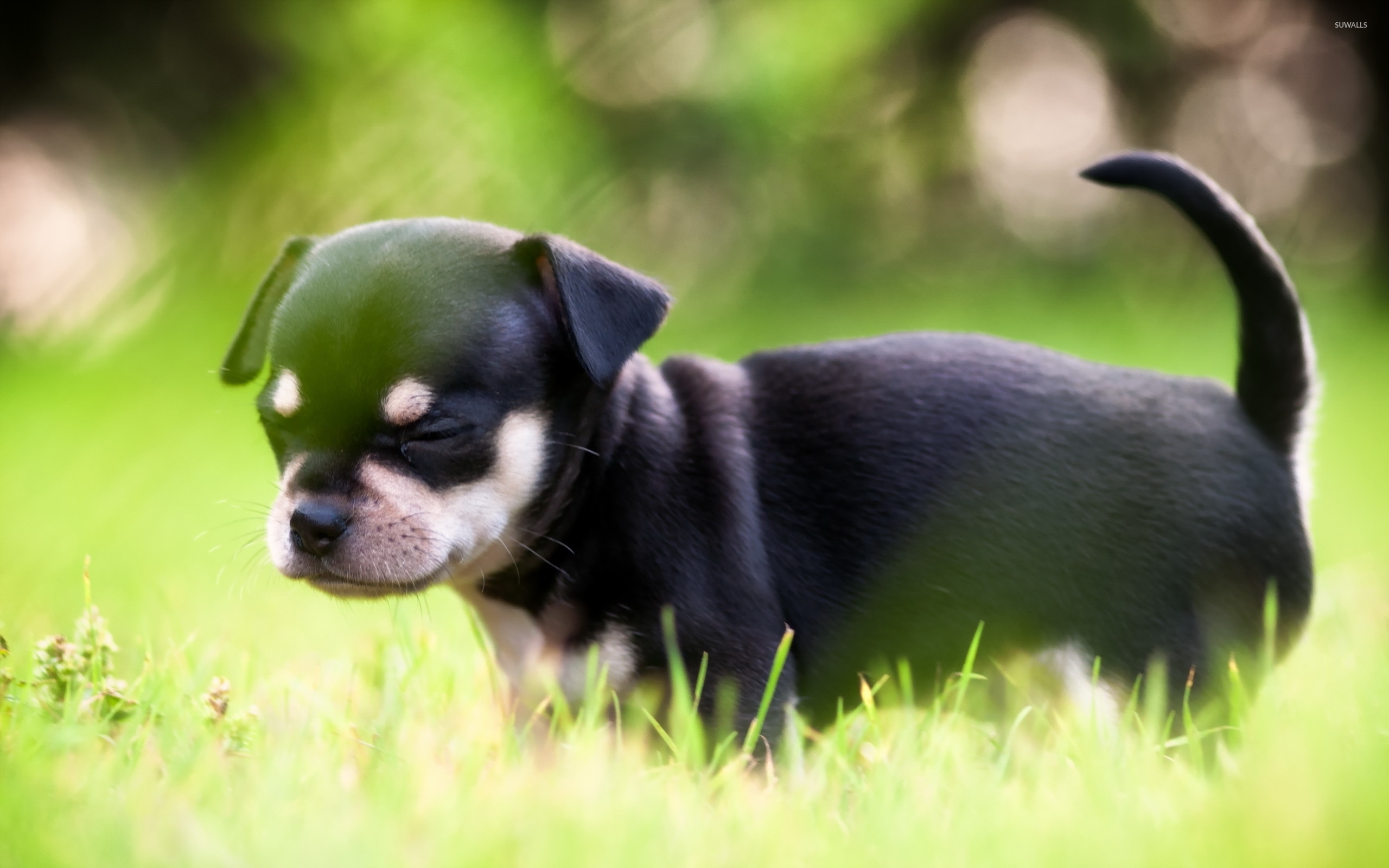 Cute black puppy in the grass wallpaper - Animal wallpapers - #49169