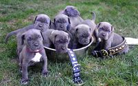 Cute Boxer puppies wallpaper 2560x1600 jpg