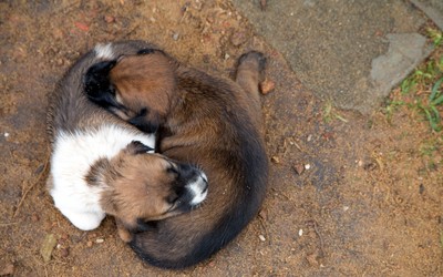 Cute brown puppies sleeping on each other's back Wallpaper