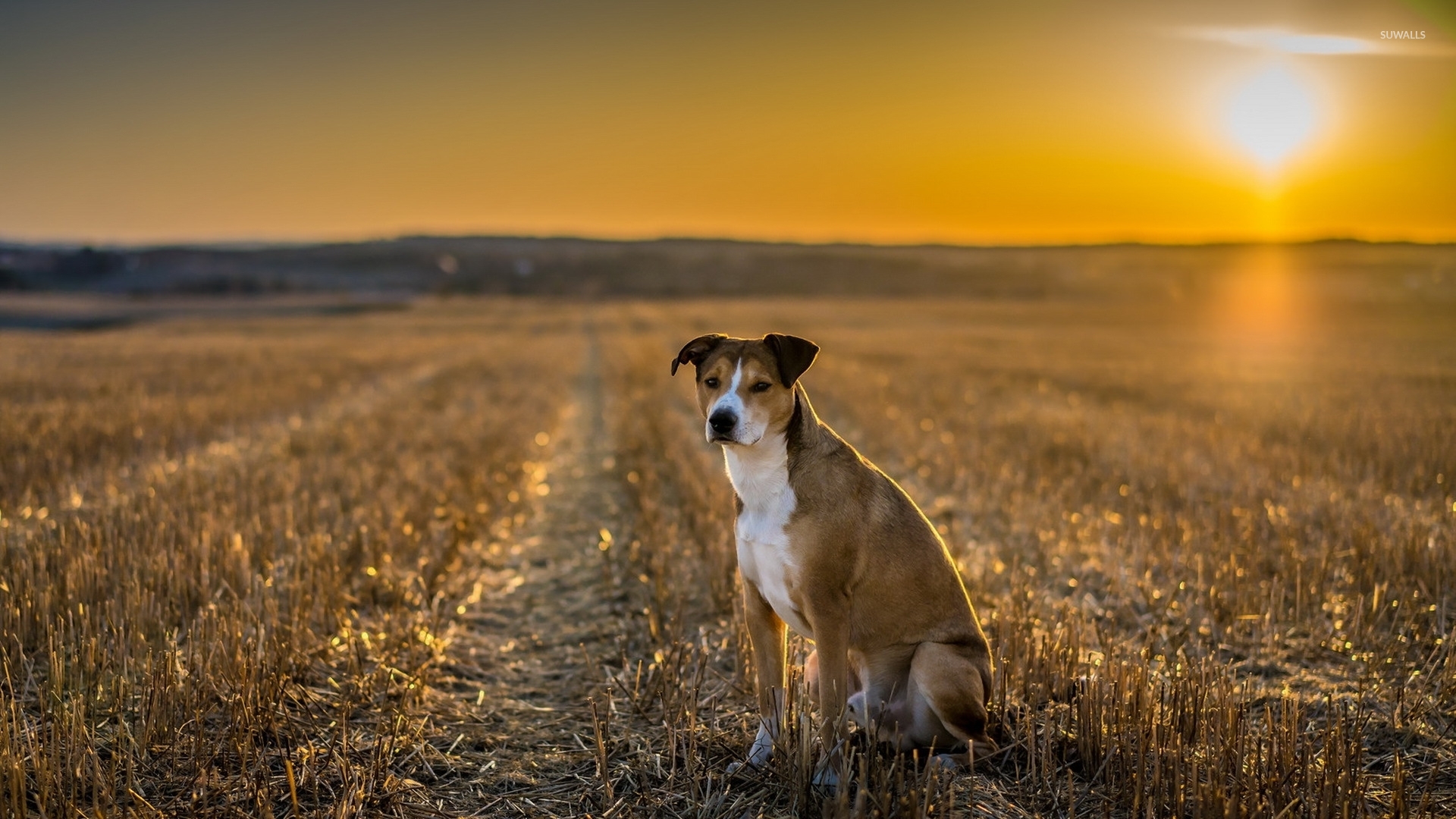 Cute Dog On The Field At Sunset Wallpaper - Animal Wallpapers - #50671