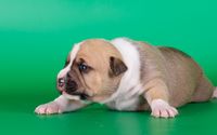Cute fat puppy wallpaper 2560x1600 jpg