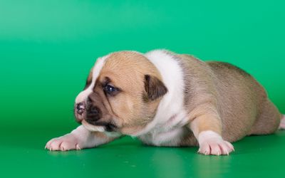 Cute fat puppy wallpaper