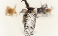 Cute fluffy kitten wallpaper 1920x1200 jpg