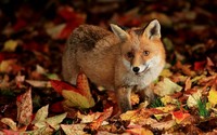 Cute fox wallpaper 1920x1200 jpg