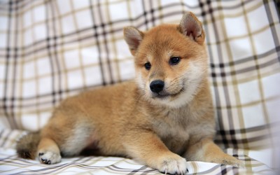 Cute ginger puppy resting Wallpaper