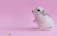 Cute hamster wallpaper 1920x1200 jpg