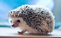 Cute hedgehog wallpaper 1920x1200 jpg
