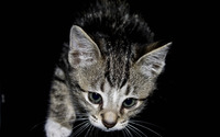 Cute kitten [2] wallpaper 2560x1600 jpg