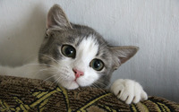 Cute kitten wallpaper 2880x1800 jpg