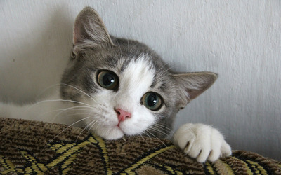 Cute kitten wallpaper