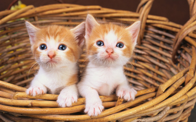 Cute kittens in a basket wallpaper