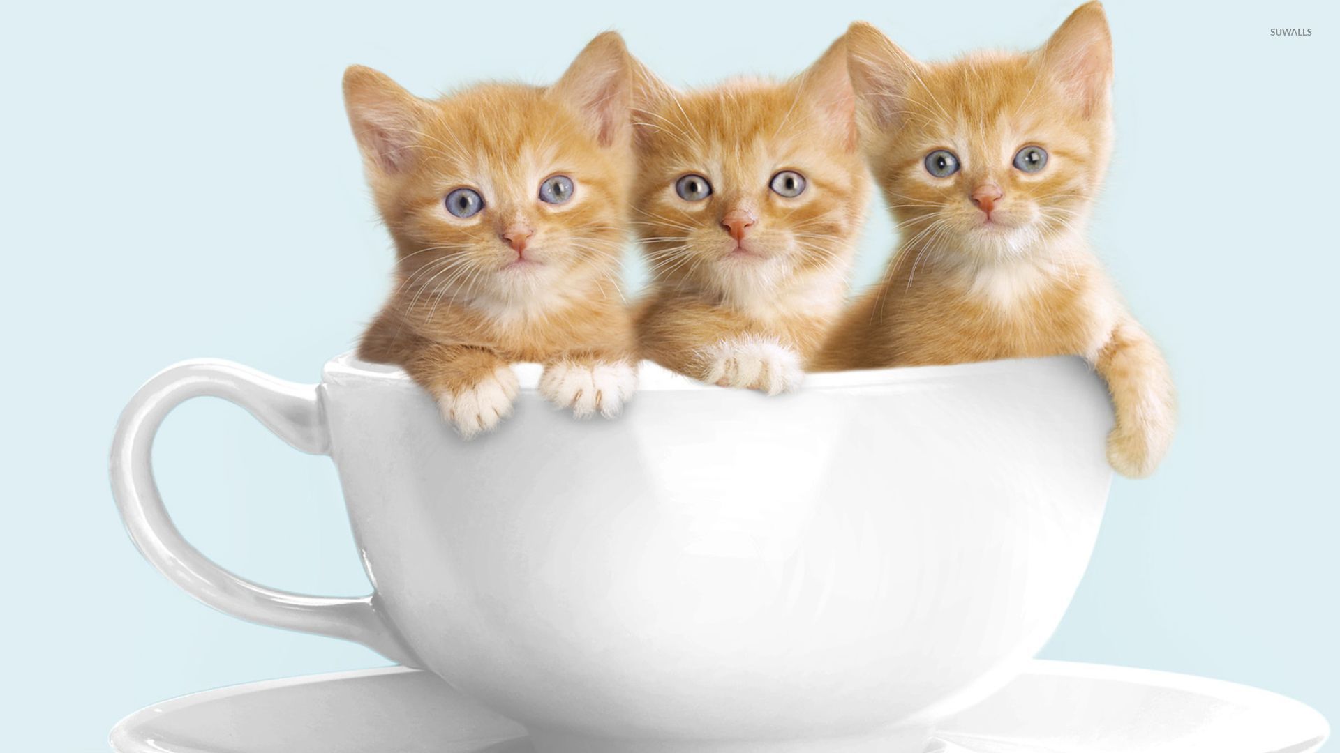 cute kittens in a cup 50398 1920x1080