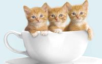 Cute kittens in a cup wallpaper 1920x1080 jpg