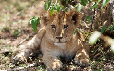 Cute lion cub hiding from the sun wallpaper