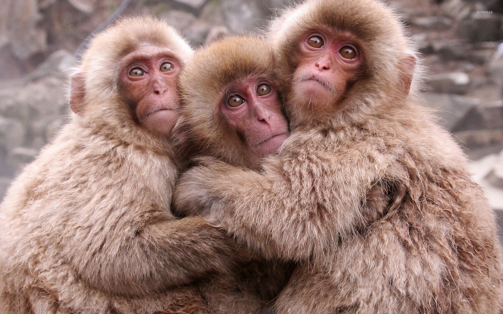 Cute monkeys hugging wallpaper - Animal