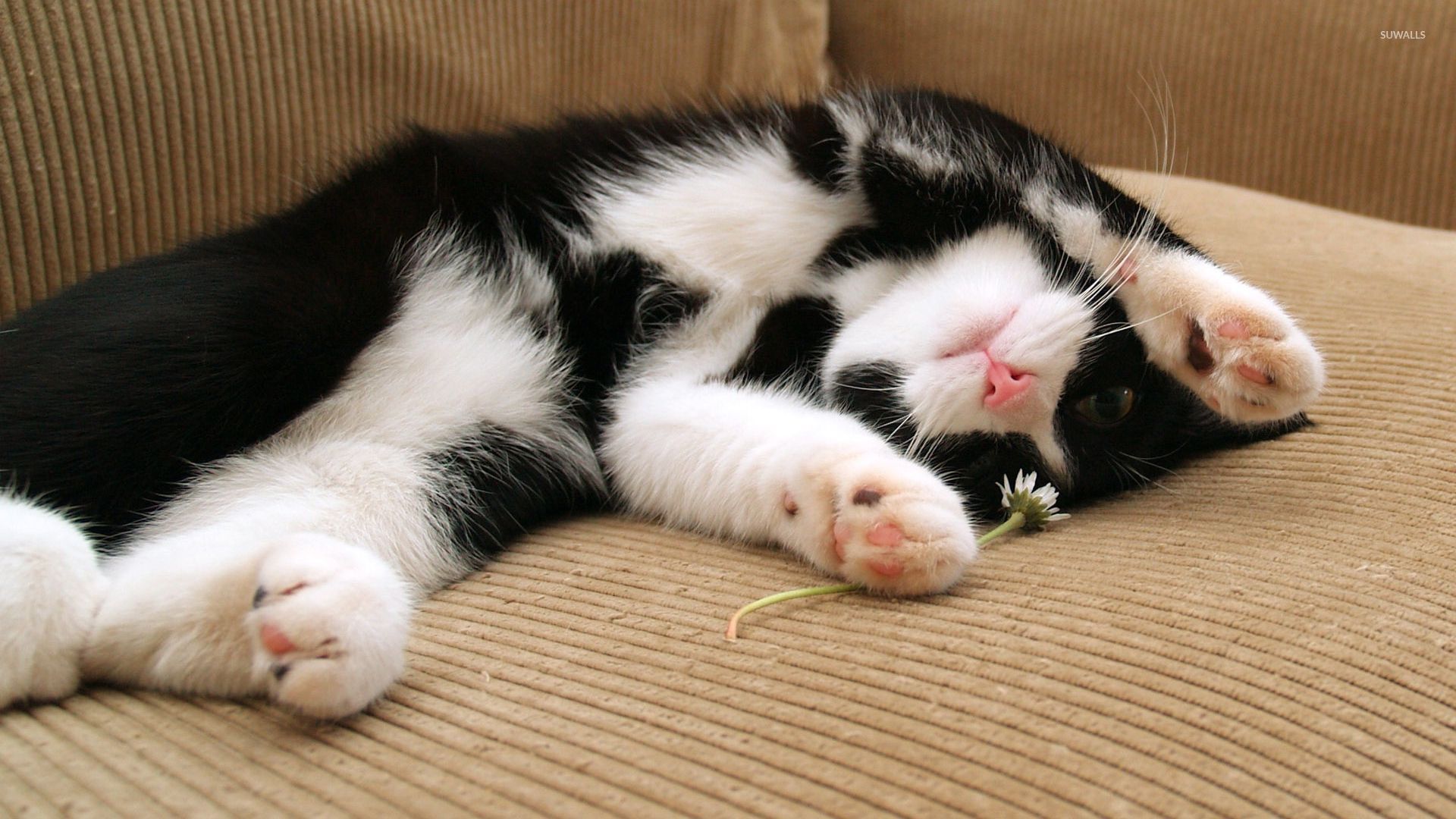 black and white kitten