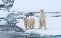 Cute Polar bears by the frozen water wallpaper 1920x1200 jpg
