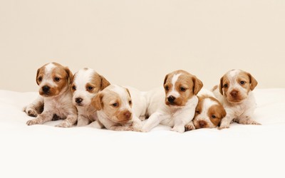 Cute puppies Wallpaper