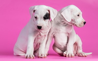 Cute puppies [2] wallpaper 2560x1440 jpg