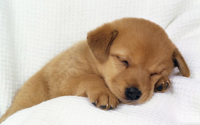 Cute puppy sleeping wallpaper