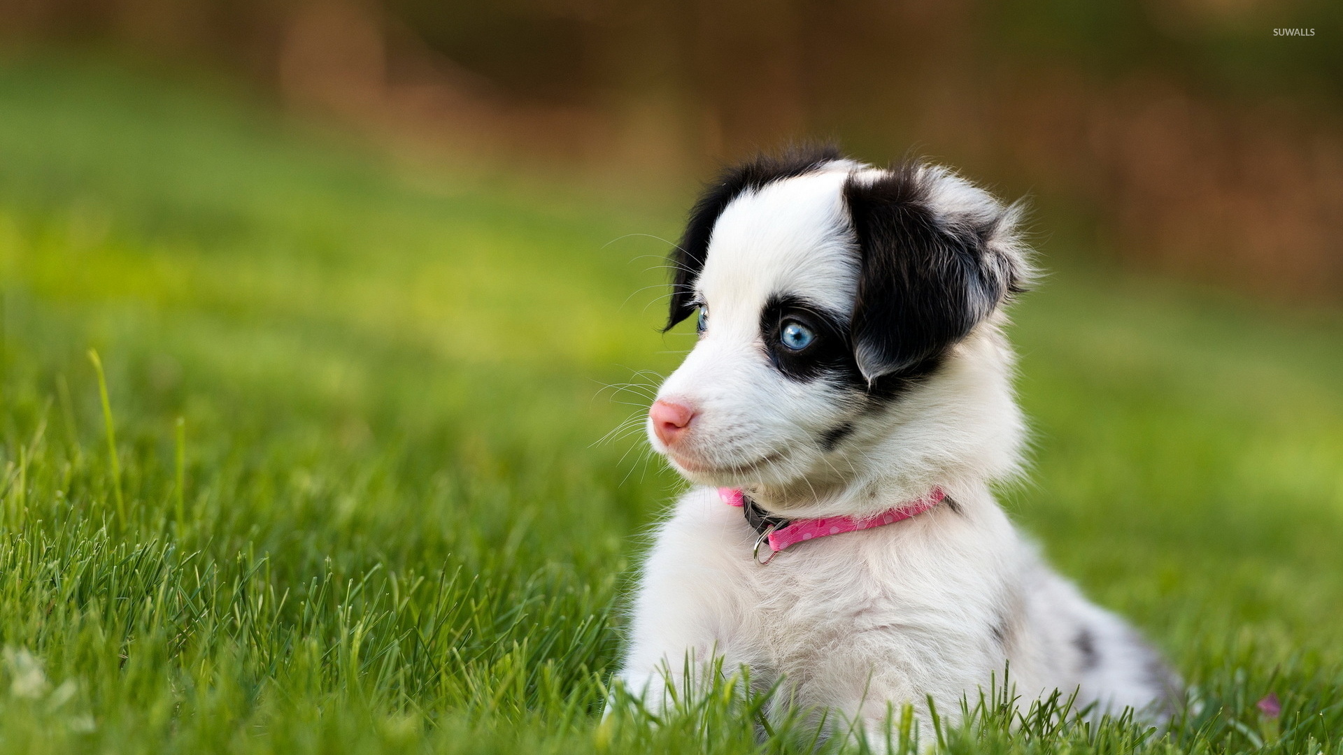 Cute Puppy With Beautiful Blue Eyes Wallpaper - Animal Wallpapers - #45030