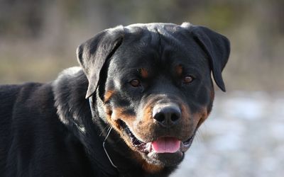 Cute Rottweiler with its tongue out Wallpaper