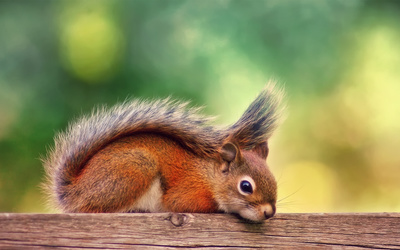 Cute squirrel wallpaper