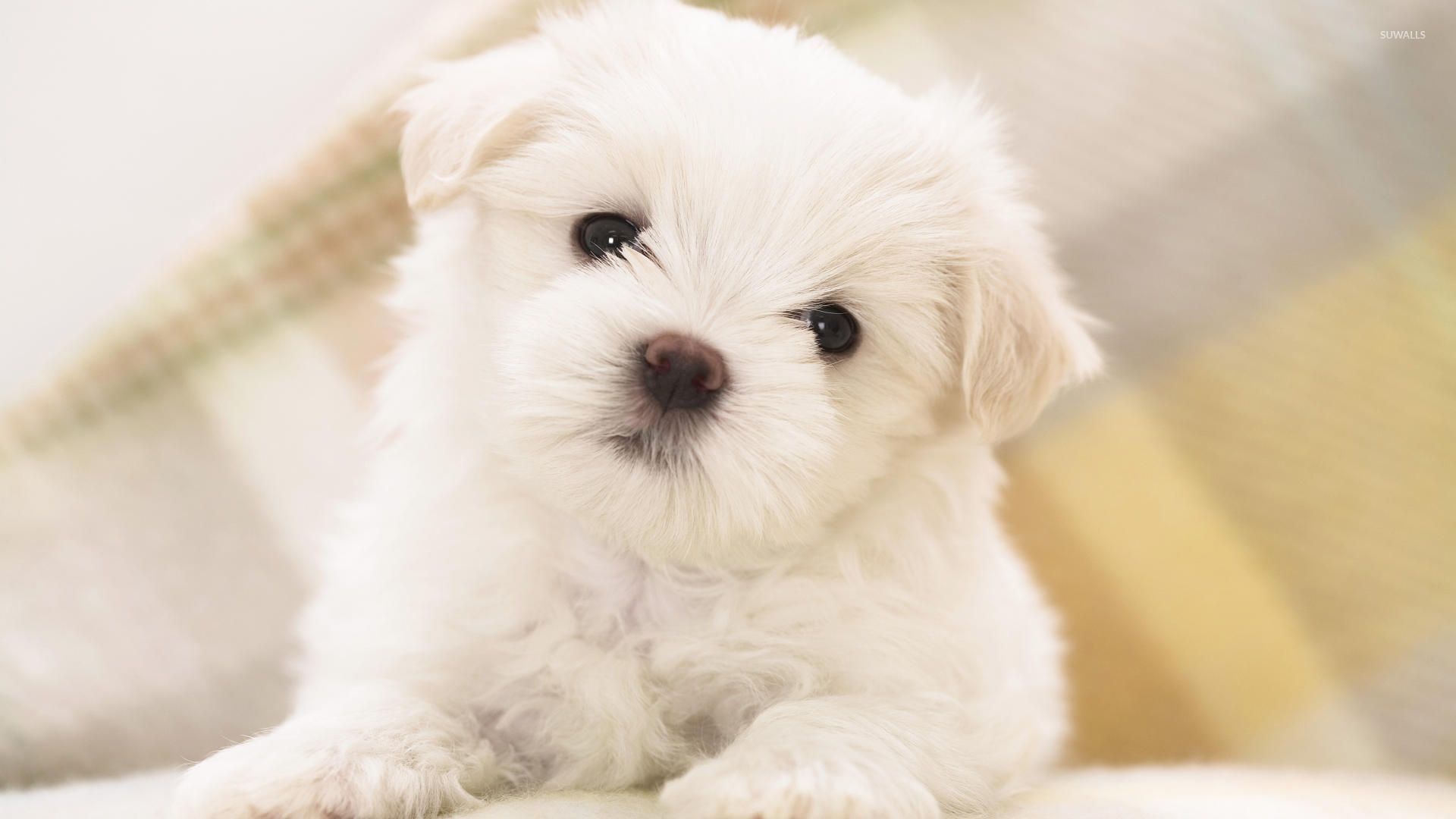 Cute White Fluffy Puppy With Black Eyes Wallpaper Animal Wallpapers