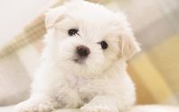 Cute white fluffy puppy with black eyes wallpaper 1920x1080 jpg