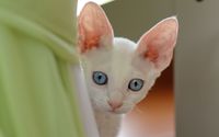 Cute white kitten with blue eyes wallpaper 1920x1200 jpg
